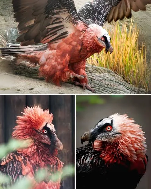 ދުނިޔޭގައި ހުރި ހަމައެކަނި "ކަށި ކުނޑި" ދޫނި އެނގޭ ހެއްޔެވެ؟