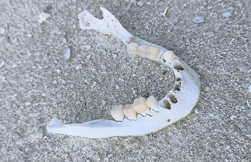 Police launch investigation after human jawbone found on the beach of an uninhabited island in Thaa Atoll!